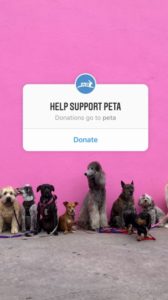 Peta Instagram Story showing an example of recent Instagram updates