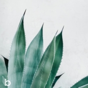 featured image for bright age blog social media agency grow presence